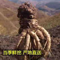 【甜当归】新鲜四川凉山当归鲜当归中药材批发常年供应