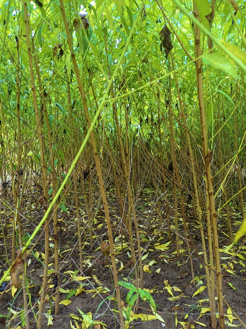 毛桃苗，当天起苗当天发货。