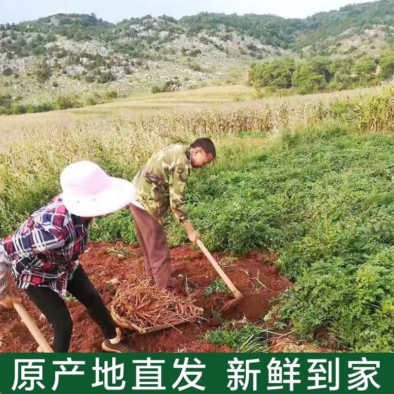 【甜当归】新鲜四川凉山当归鲜当归中药材批发常年供应