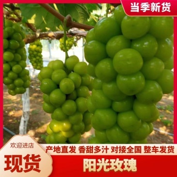 阳光玫瑰冷库大量有货价格好谈欢迎长期合作