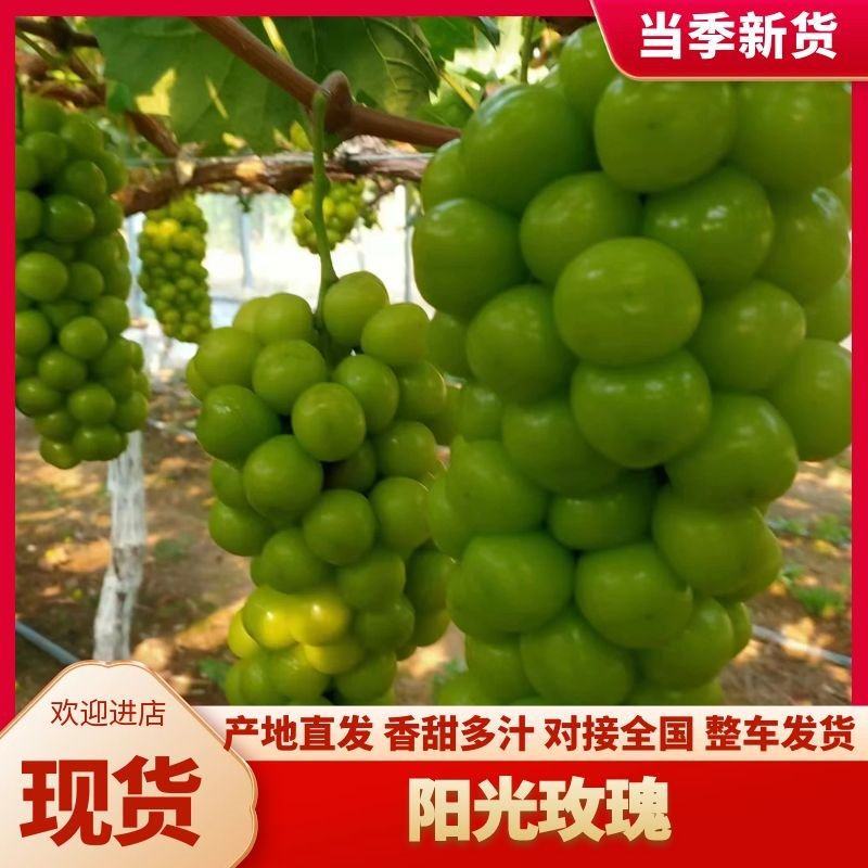 阳光玫瑰冷库大量有货价格好谈欢迎长期合作