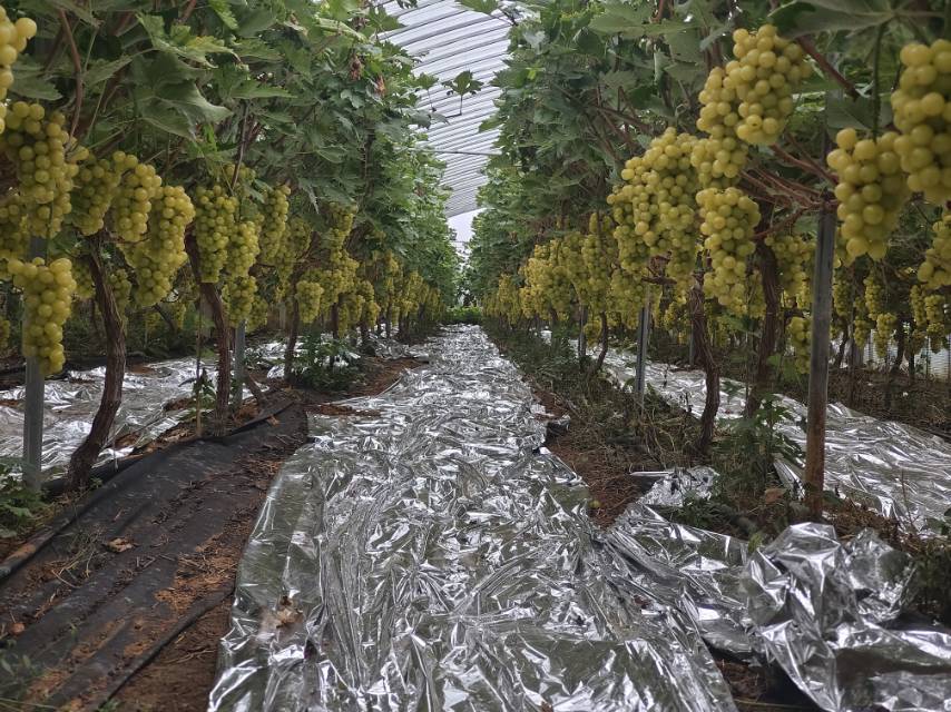 柱状图展示大棚葡萄种植前5年的成本与收益对比 葡萄大棚收益分析图