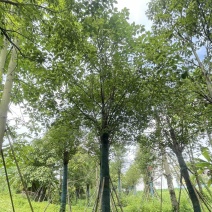 5-25各规格香樟清仓处理