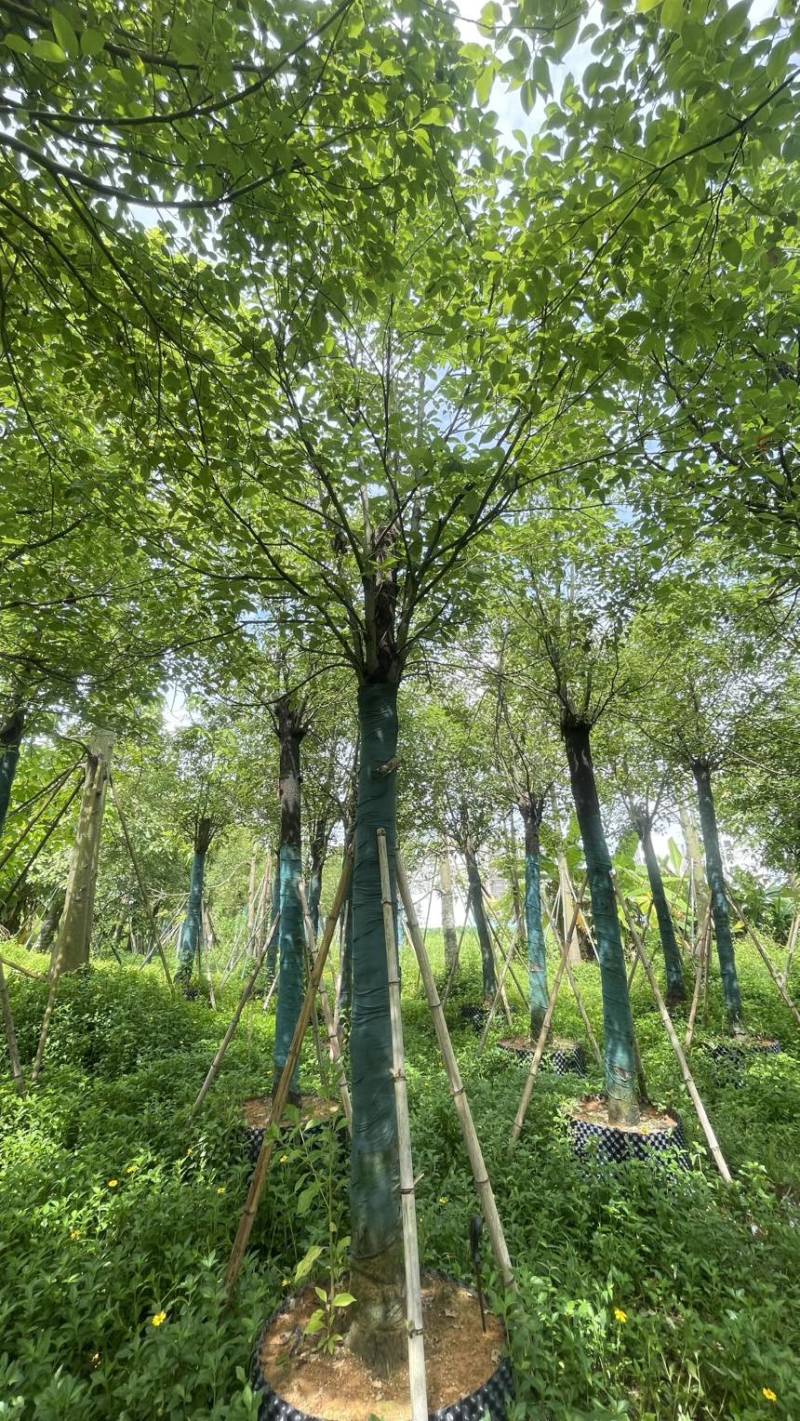 5-25各规格香樟清仓处理