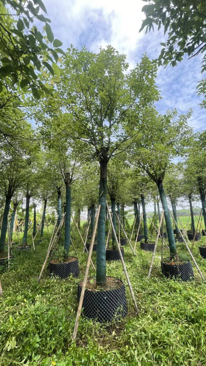 5-25各规格香樟清仓处理