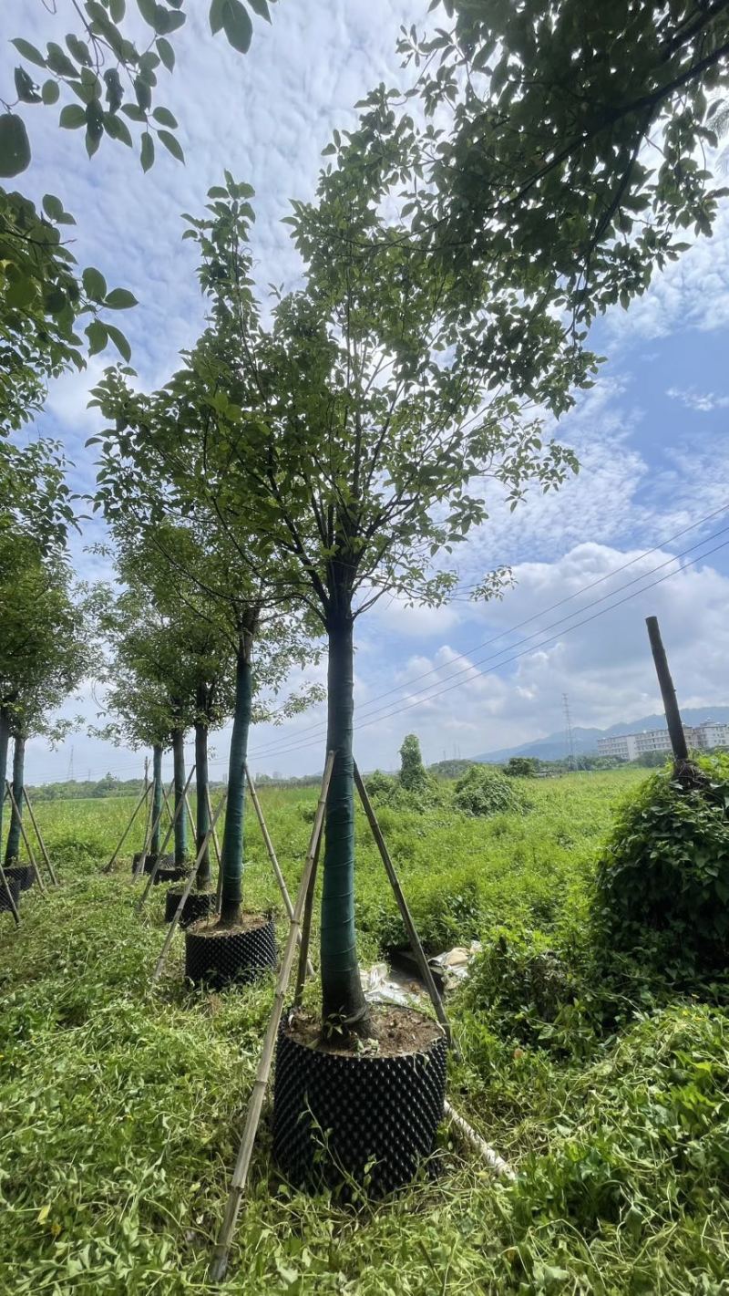 5-25各规格香樟清仓处理