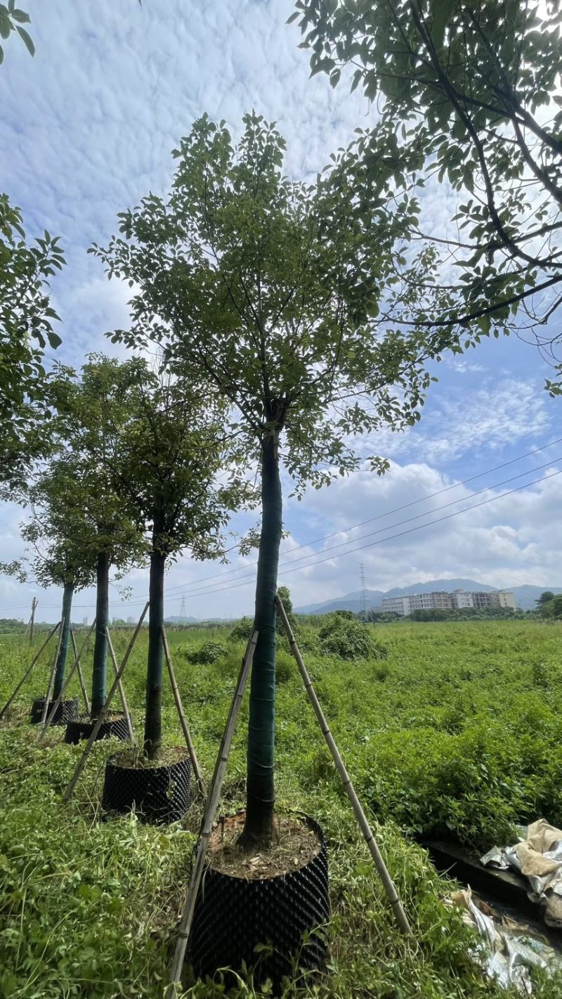 5-25各规格香樟清仓处理