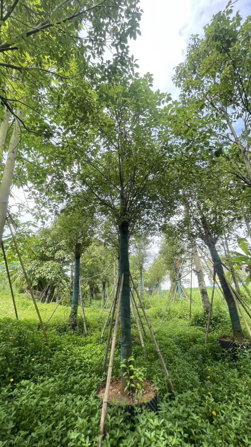 5-25各规格香樟清仓处理