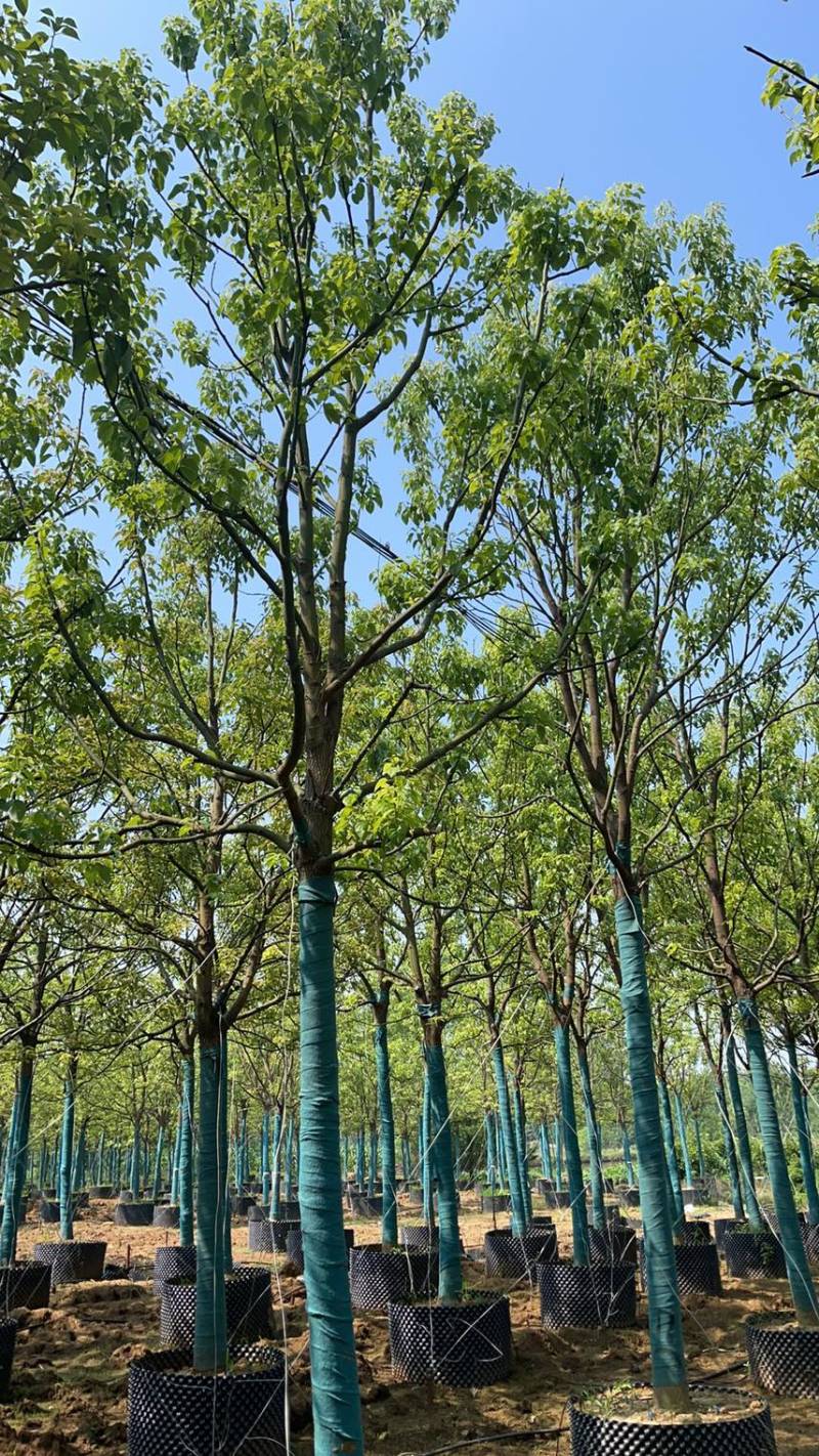 5-25各规格香樟清仓处理