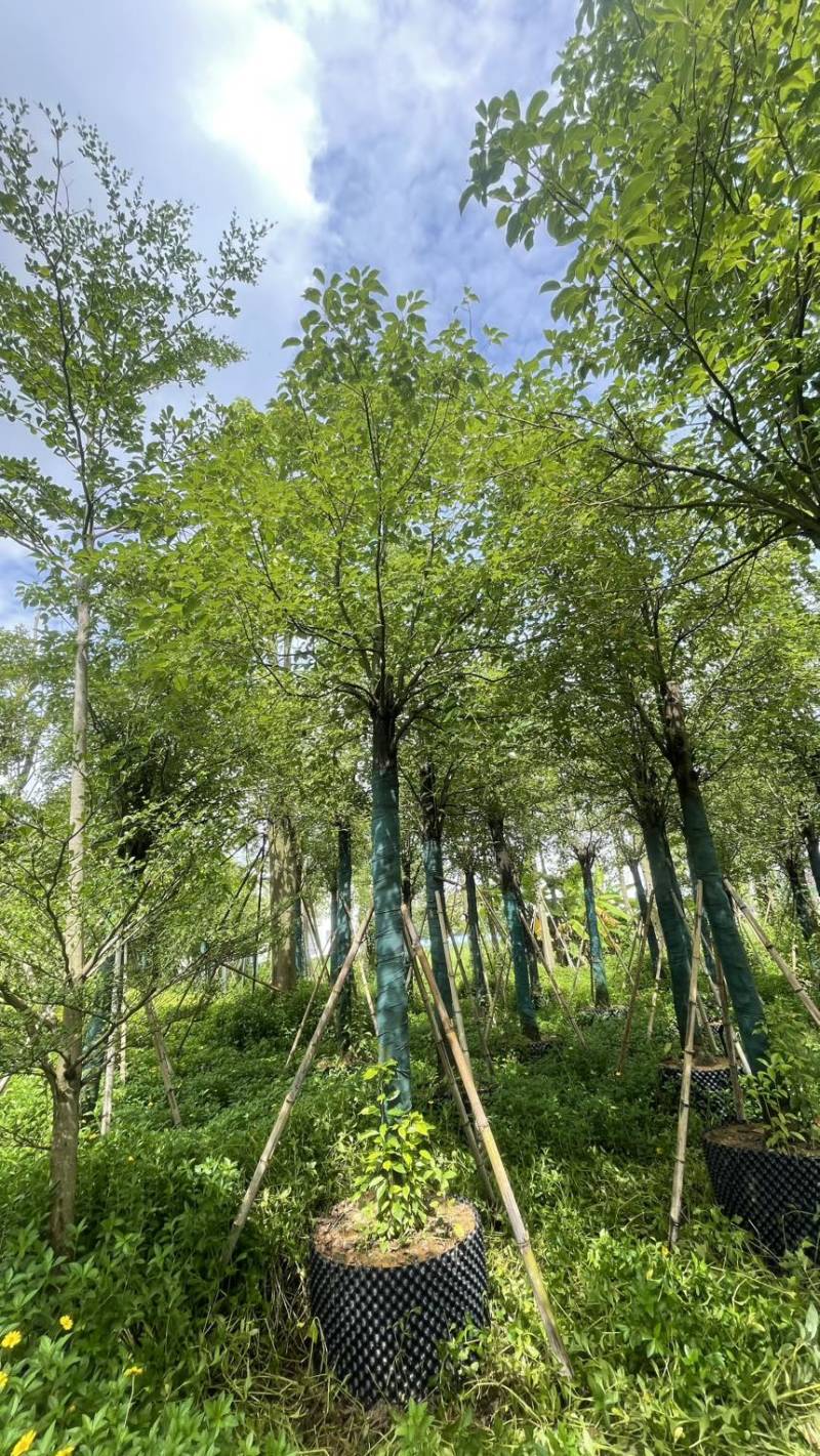 5-25各规格香樟清仓处理