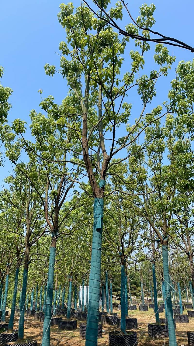 5-25各规格香樟清仓处理