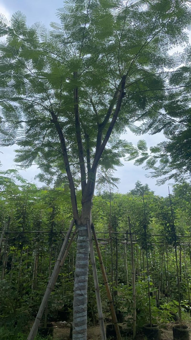 5-20公分凤凰木低价销售