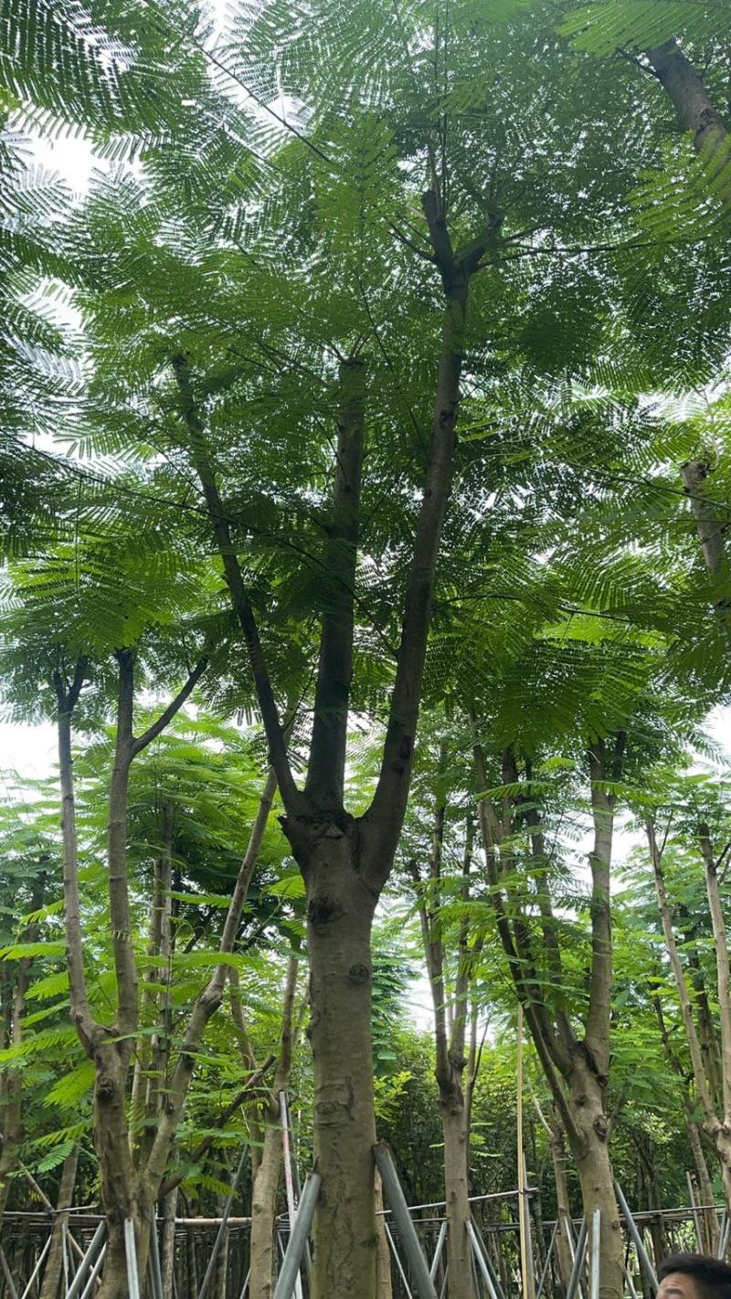 5-20公分凤凰木低价销售