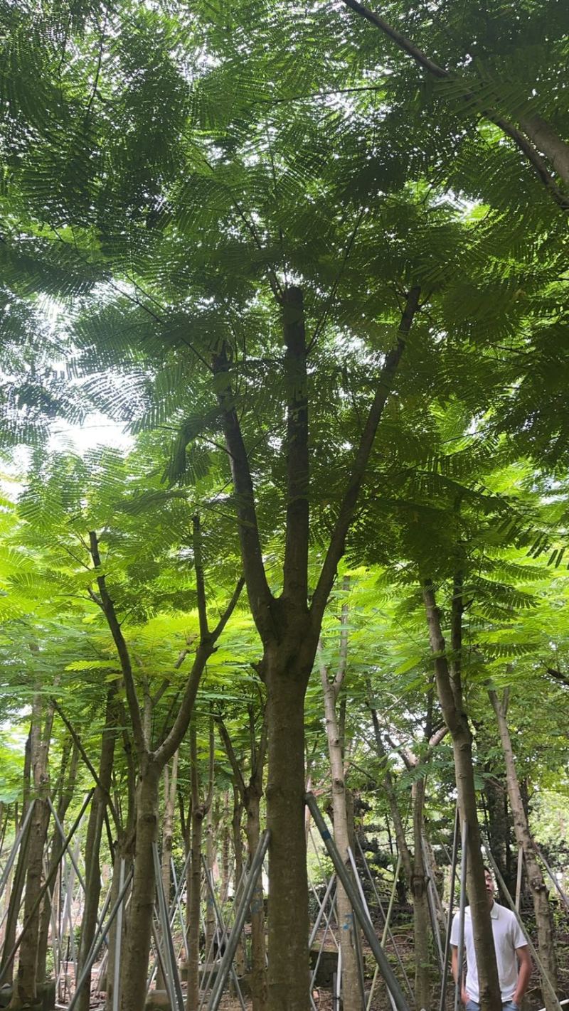 5-20公分凤凰木低价销售