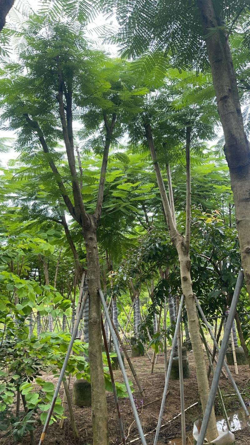 5-20公分凤凰木低价销售