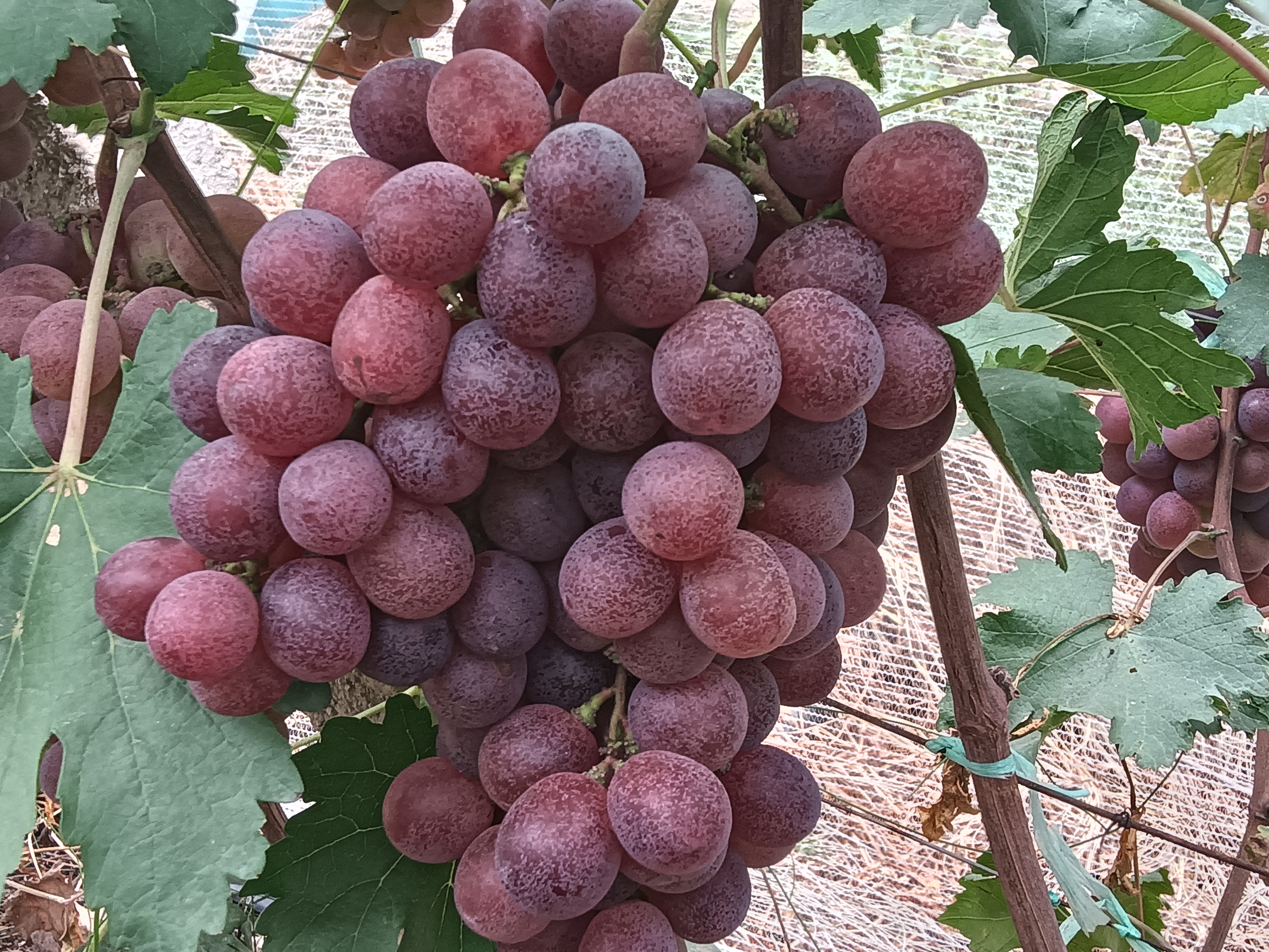 一串成熟的手指红提悬挂在藤蔓上,果粒修长饱满,颜色由基部的淡粉渐变为尖端的深红,表面覆盖一层自然果粉,阳光照射下晶莹剔透,背景为绿色叶片和葡萄架 手指红提特写