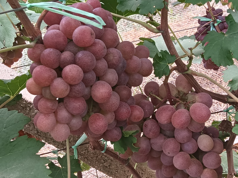 错季红提