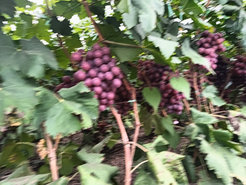 错季红提