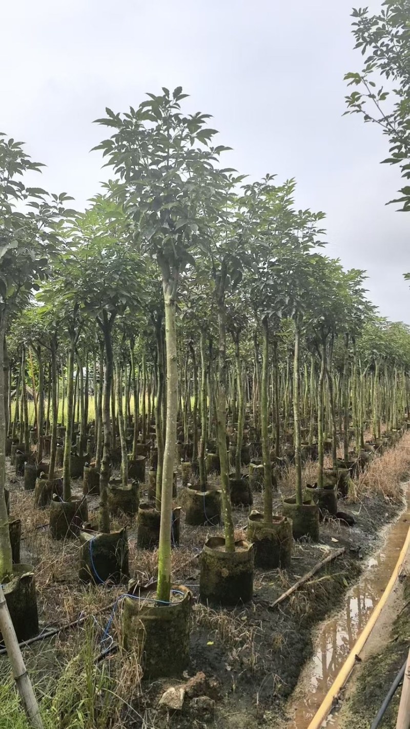 5-8公分紫花风铃木