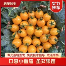 黄色口感小番茄苗成活率高圣女果苗技术指导量大从优
