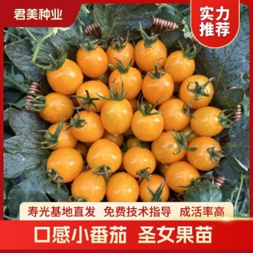 黄色口感小番茄苗成活率高圣女果苗技术指导量大从优