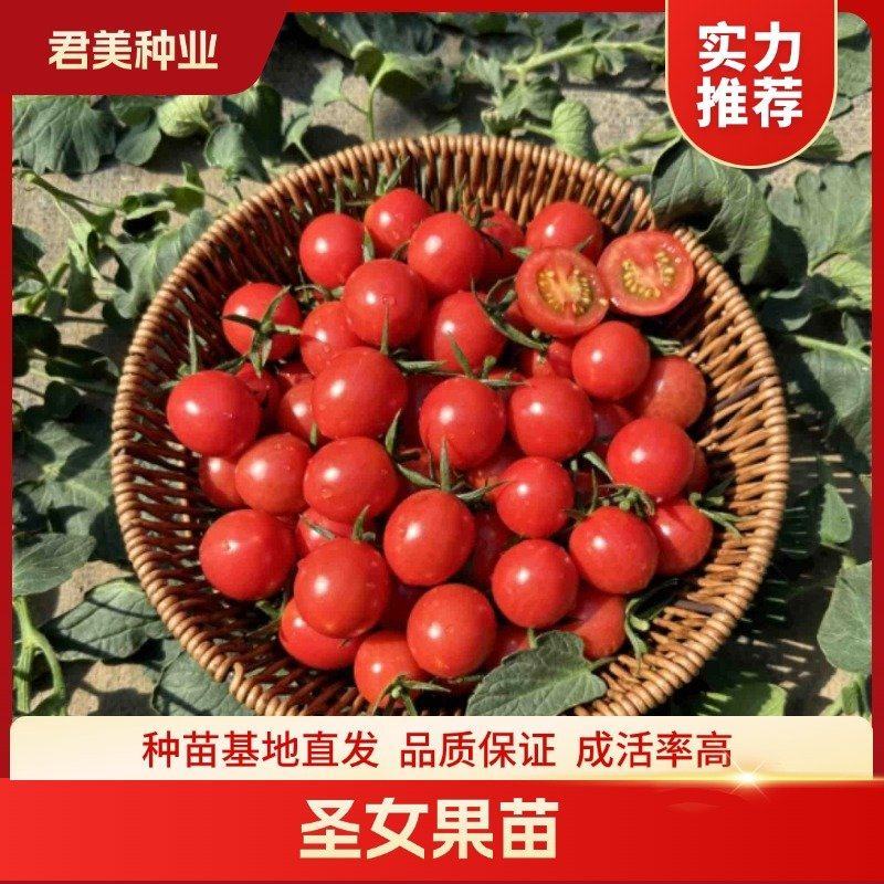 圣女果苗红色小番茄苗，基地直发品质保证