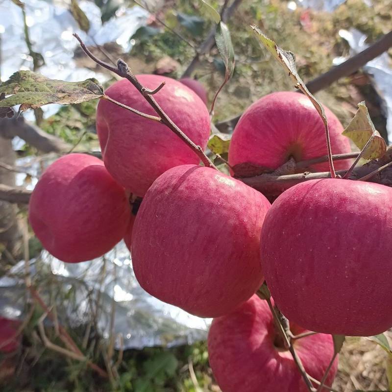 辽南寒富苹果已成熟，条红片红规格齐全，视频看代发全国各地