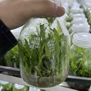 霍山石斛苗高，品质高产量高端食用芽菜铁皮石斛苗无菌栽培