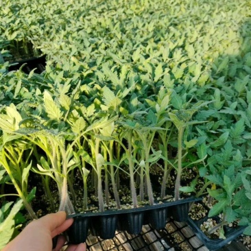 草莓番茄苗西红柿苗铁皮柿子苗浓绿间口感好品质保障