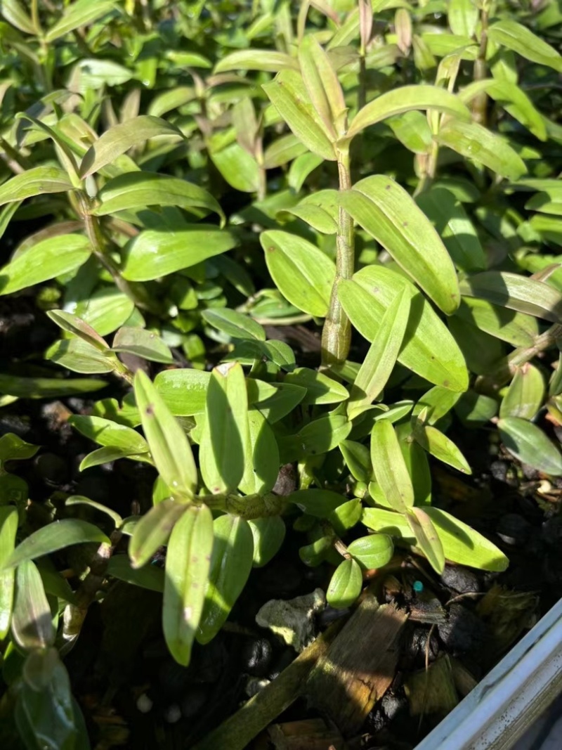 霍山石斛苗高，品质高产量高端食用芽菜铁皮石斛苗无菌栽培