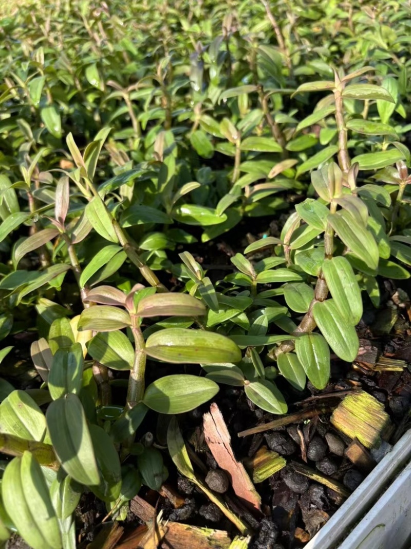 霍山石斛苗高，品质高产量高端食用芽菜铁皮石斛苗无菌栽培