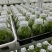 霍山石斛苗高，品质高产量高端食用芽菜铁皮石斛苗无菌栽培