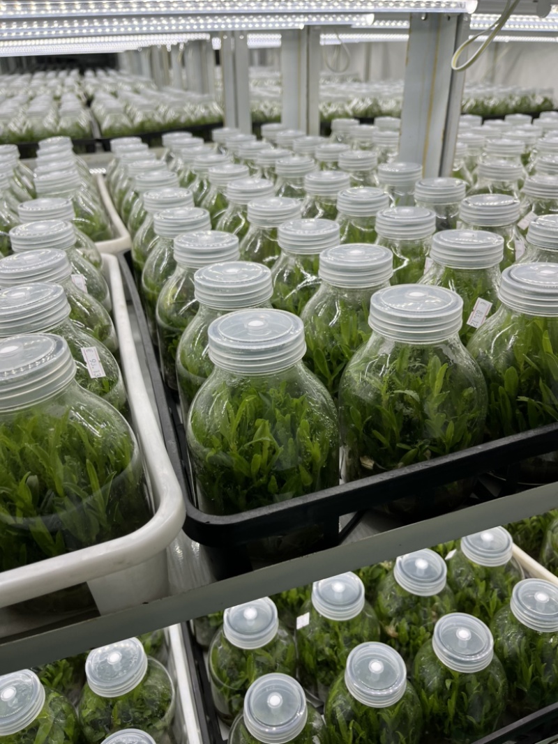 霍山石斛苗高，品质高产量高端食用芽菜铁皮石斛苗无菌栽培