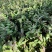 霍山石斛苗高，品质高产量高端食用芽菜铁皮石斛苗无菌栽培