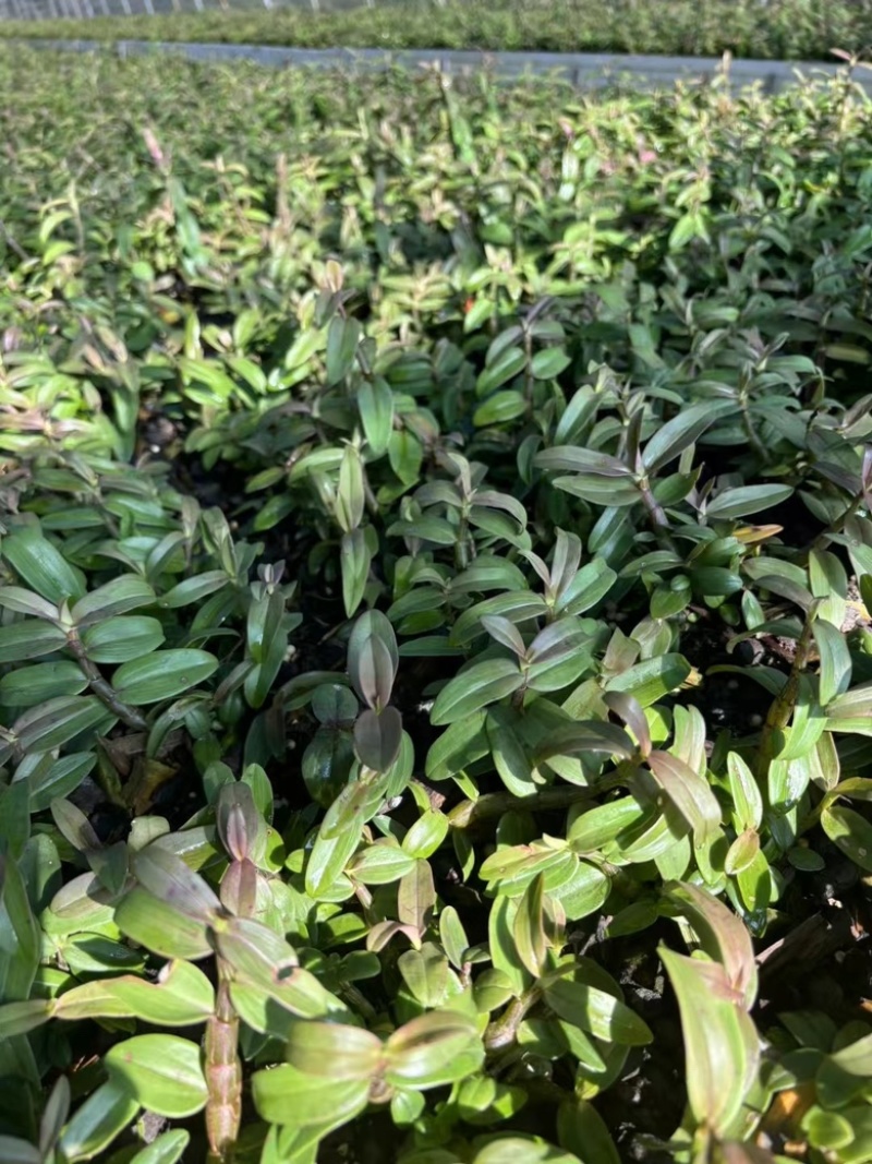霍山石斛苗高，品质高产量高端食用芽菜铁皮石斛苗无菌栽培
