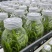 霍山石斛苗高，品质高产量高端食用芽菜铁皮石斛苗无菌栽培