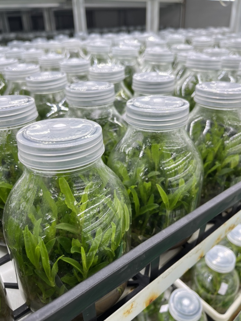 霍山石斛苗高，品质高产量高端食用芽菜铁皮石斛苗无菌栽培