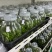 霍山石斛苗高，品质高产量高端食用芽菜铁皮石斛苗无菌栽培