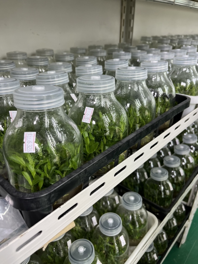 霍山石斛苗高，品质高产量高端食用芽菜铁皮石斛苗无菌栽培