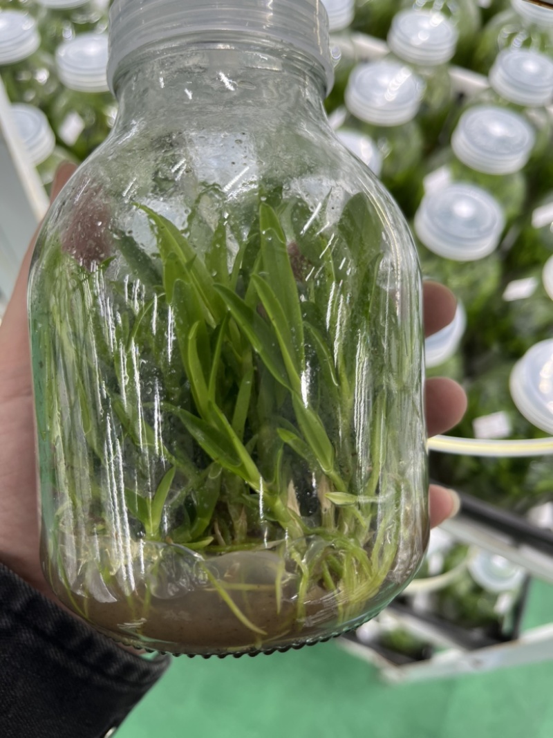 霍山石斛苗高，品质高产量高端食用芽菜铁皮石斛苗无菌栽培
