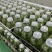 霍山石斛苗高，品质高产量高端食用芽菜铁皮石斛苗无菌栽培