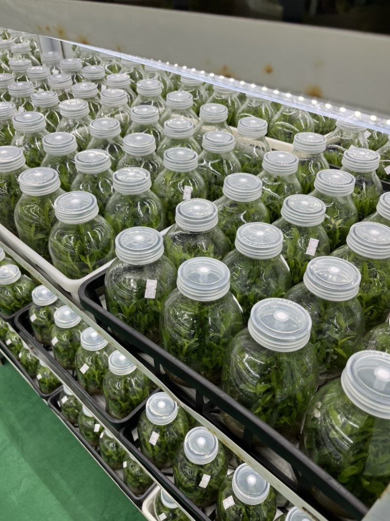 霍山石斛苗高，品质高产量高端食用芽菜铁皮石斛苗无菌栽培