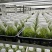 霍山石斛苗高，品质高产量高端食用芽菜铁皮石斛苗无菌栽培