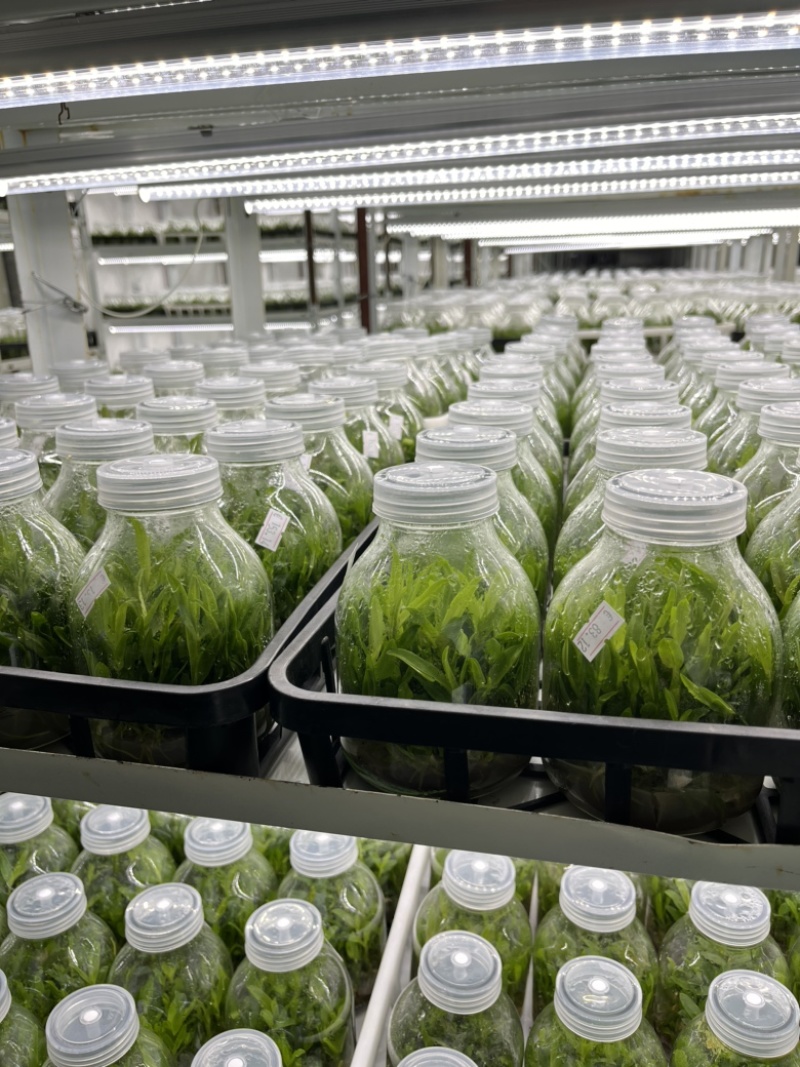 霍山石斛苗高，品质高产量高端食用芽菜铁皮石斛苗无菌栽培