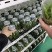 霍山石斛苗高，品质高产量高端食用芽菜铁皮石斛苗无菌栽培