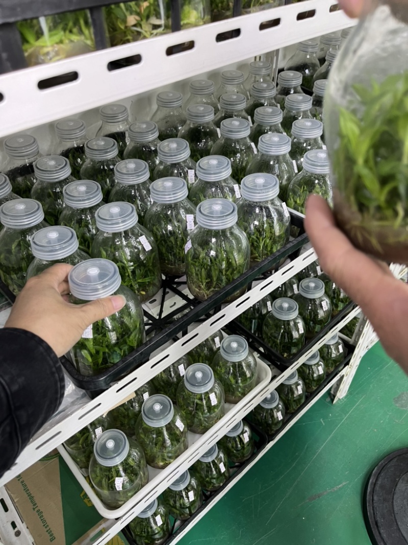 霍山石斛苗高，品质高产量高端食用芽菜铁皮石斛苗无菌栽培