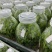 霍山石斛苗高，品质高产量高端食用芽菜铁皮石斛苗无菌栽培