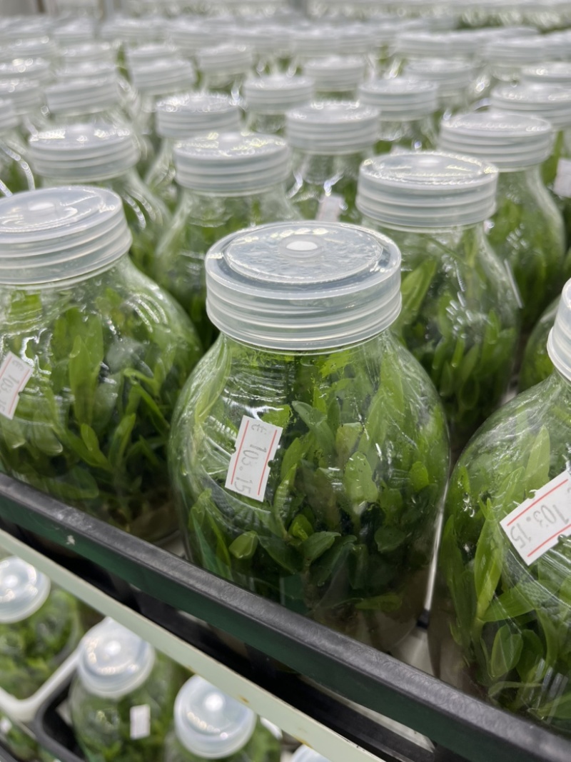 霍山石斛苗高，品质高产量高端食用芽菜铁皮石斛苗无菌栽培