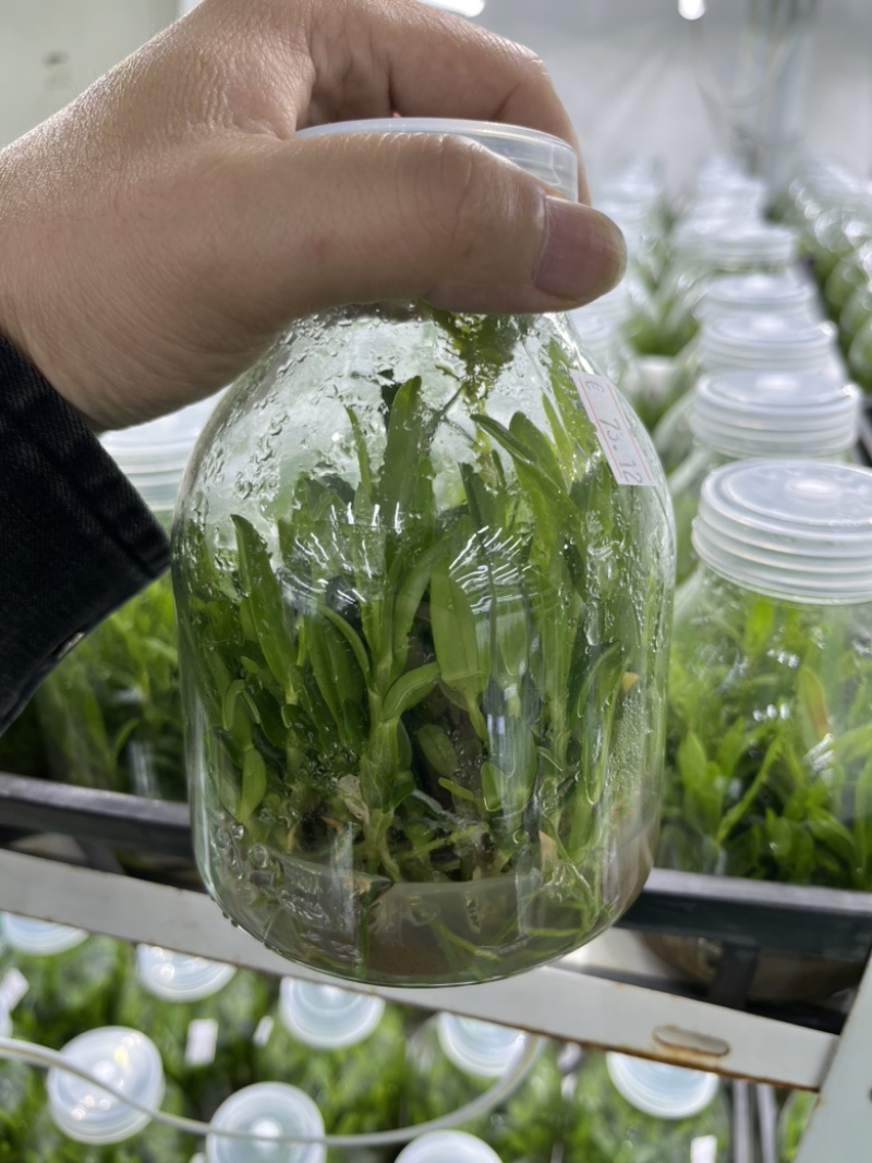 霍山石斛苗高，品质高产量高端食用芽菜铁皮石斛苗无菌栽培