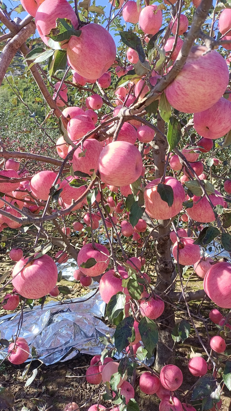 辽南寒富苹果已成熟，条红片红规格齐全，视频看代发全国各地